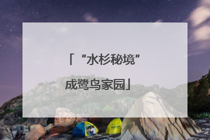 “水杉秘境”成鹭鸟家园
