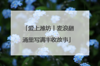 爱上潍坊丨麦浪翻涌里写满丰收故事