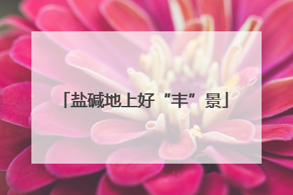 盐碱地上好“丰”景
