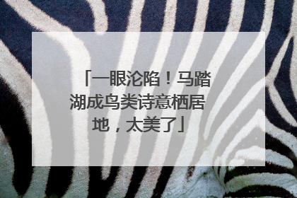 一眼沦陷！马踏湖成鸟类诗意栖居地，太美了