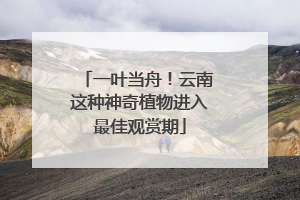 一叶当舟！云南这种神奇植物进入最佳观赏期