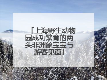 上海野生动物园成功繁育的两头非洲象宝宝与游客见面