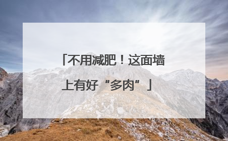 不用减肥！这面墙上有好“多肉”