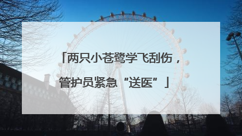 两只小苍鹭学飞刮伤，管护员紧急“送医”