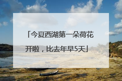 今夏西湖第一朵荷花开啦，比去年早5天