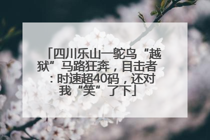 四川乐山一鸵鸟“越狱”马路狂奔，目击者：时速超40码，还对我“笑”了下
