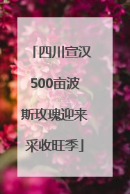 四川宣汉500亩波斯玫瑰迎来采收旺季