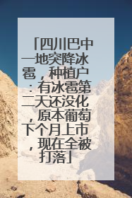 四川巴中一地突降冰雹，种植户：有冰雹第二天还没化，原本葡萄下个月上市，现在全被打落