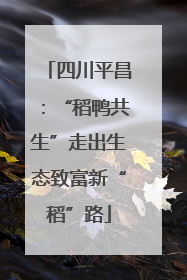 四川平昌：“稻鸭共生”走出生态致富新“稻”路