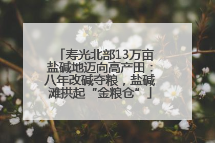 寿光北部13万亩盐碱地迈向高产田：八年改碱夺粮，盐碱滩拱起“金粮仓”