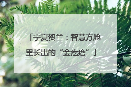 宁夏贺兰：智慧方舱里长出的“金疙瘩”