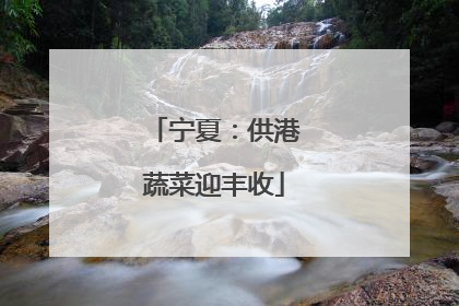 宁夏：供港蔬菜迎丰收
