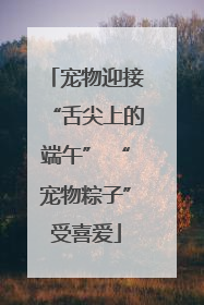 宠物迎接“舌尖上的端午” “宠物粽子”受喜爱