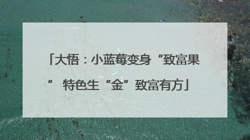大悟：小蓝莓变身“致富果” 特色生“金”致富有方