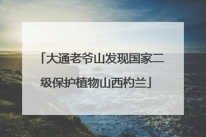 大通老爷山发现国家二级保护植物山西杓兰