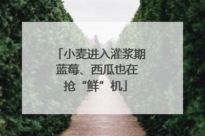 小麦进入灌浆期 蓝莓、西瓜也在抢“鲜”机
