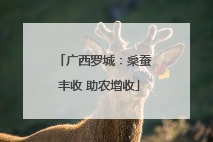 广西罗城：桑蚕丰收 助农增收