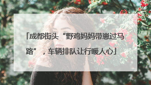 成都街头“野鸡妈妈带崽过马路”，车辆排队让行暖人心