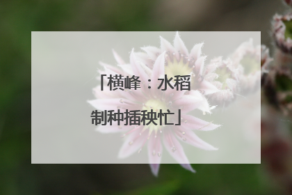 横峰：水稻制种插秧忙