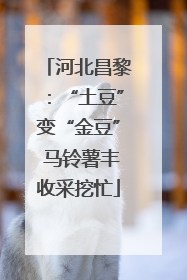 河北昌黎：“土豆”变“金豆” 马铃薯丰收采挖忙