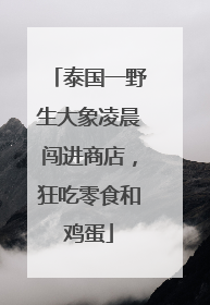 泰国一野生大象凌晨闯进商店，狂吃零食和鸡蛋