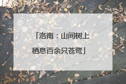 洛南：山间树上栖息百余只苍鹭