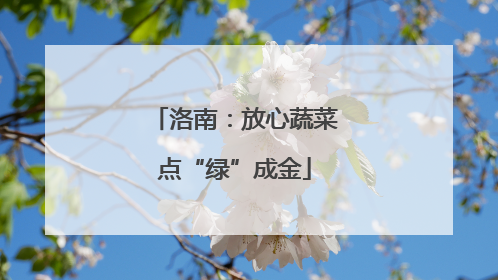 洛南：放心蔬菜点“绿”成金