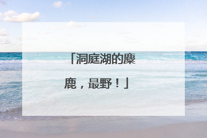 洞庭湖的麋鹿，最野！