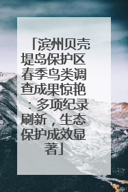 滨州贝壳堤岛保护区春季鸟类调查成果惊艳：多项纪录刷新，生态保护成效显著