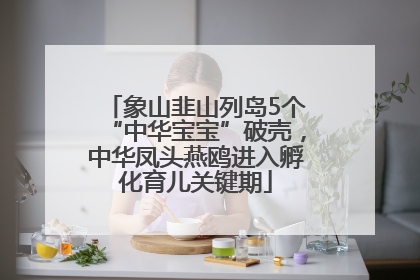 象山韭山列岛5个“中华宝宝”破壳，中华凤头燕鸥进入孵化育儿关键期