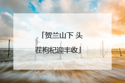 贺兰山下 头茬枸杞迎丰收