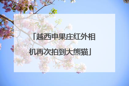 越西申果庄红外相机再次拍到大熊猫