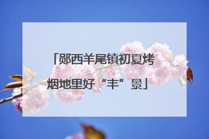 郧西羊尾镇初夏烤烟地里好“丰”景
