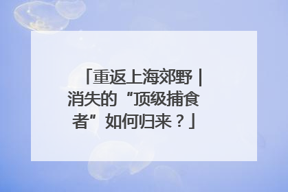 重返上海郊野｜消失的“顶级捕食者”如何归来？