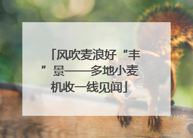 风吹麦浪好“丰”景——多地小麦机收一线见闻