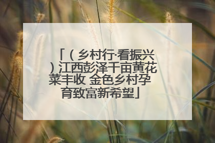 （乡村行·看振兴）江西彭泽千亩黄花菜丰收 金色乡村孕育致富新希望